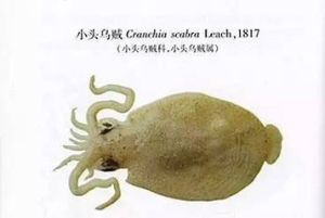 小頭烏賊 小頭烏賊