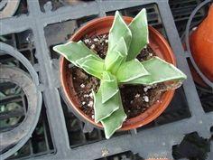 白波[番杏科肉黃菊屬植物]