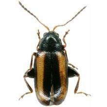 黃曲條跳甲 黃曲條跳甲