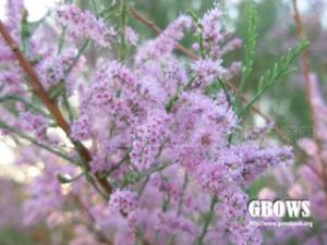 密花檉柳 密花檉柳