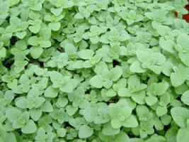 羅馬薄荷 羅馬薄荷