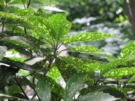 灑金東瀛珊瑚 灑金東瀛珊瑚