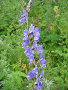 展毛多根烏頭 展毛多根烏頭