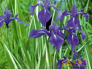 亮葉鳶尾 亮葉鳶尾