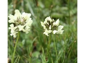 線苞棘豆 線苞棘豆