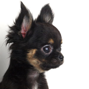 長毛吉娃娃頭部側面