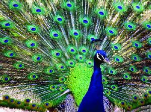 嶗山旅遊文化節