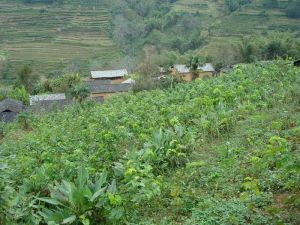 米里村自然村 米里村自然村