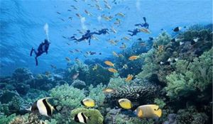 豪華遊艇戶外潛水一日游 豪華遊艇戶外潛水一日游