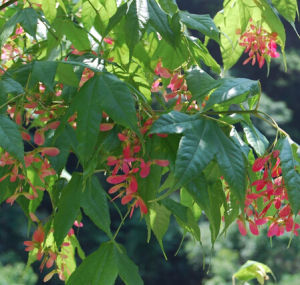 小果槭組 小果槭組