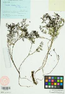 折曲黃堇 折曲黃堇