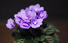 非洲紫羅蘭