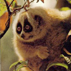 懶猴：體型較小而行動遲緩