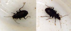 矛狀鱗殼蟲 矛狀鱗殼蟲