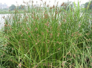 疏花燈心草 疏花燈心草