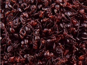 長白山紅螞蟻 長白山紅螞蟻