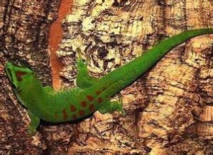 金粉日守宮 金粉日守宮