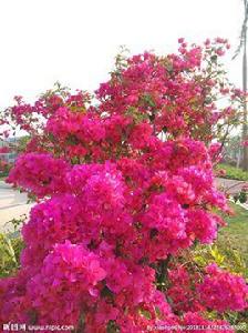 紅花三角梅 紅花三角梅