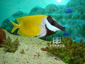 帶藍子魚 帶藍子魚