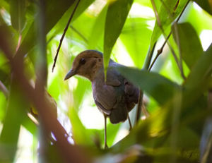 藍枕八色鶇 藍枕八色鶇