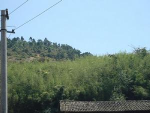 麥浪村生態林<a name="ref_[7]"></a>