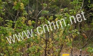 紫花茶藨 紫花茶藨