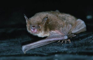 大足鼠耳蝠 大足鼠耳蝠