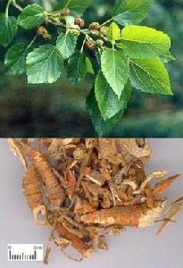 桑根白皮 桑根白皮