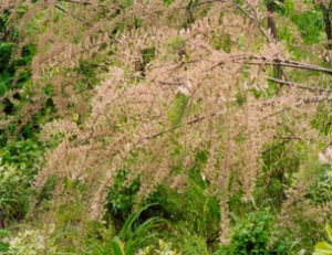 鹽地檉柳 鹽地檉柳