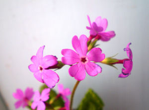 匙葉小報春 匙葉小報春