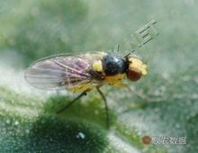 美洲斑潛蠅 美洲斑潛蠅
