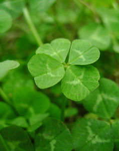四葉草