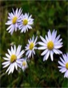 台北狗娃花 台北狗娃花