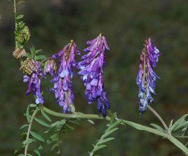 長柔毛野豌豆 長柔毛野豌豆