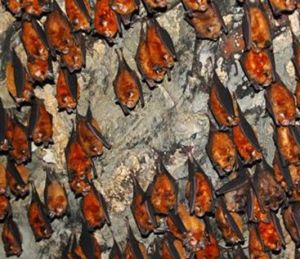 吸血紅蝙蝠 吸血紅蝙蝠