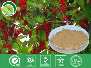 五味子提取物 五味子提取物