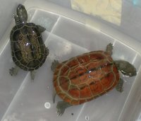 墨龜和母草的外表差異