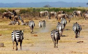 卡夫埃公園 卡夫埃公園