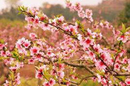 簡陽周家鄉 簡陽周家鄉