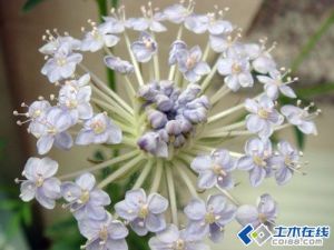 藍飾帶花 藍飾帶花