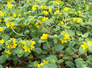 廣東臨時救 廣東臨時救