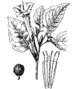 原植物-白曼陀羅(圖1)