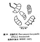淚滴花耳 淚滴花耳
