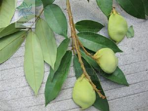 肥莢紅豆 肥莢紅豆