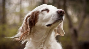 英國雪達蹲獵犬 英國雪達蹲獵犬