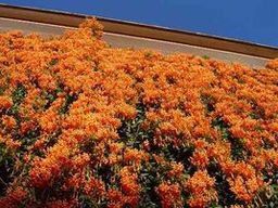 木果石櫟 木果石櫟