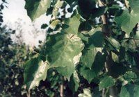 冀林741楊 冀林741楊