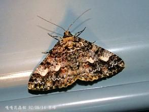 樺霜尺蛾 樺霜尺蛾