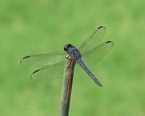 石青蜻蜓 石青蜻蜓