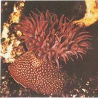 紅海葵 紅海葵